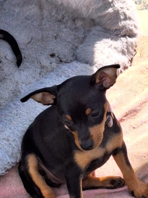 Prager Rattler Welpen