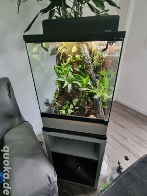Terrarium Komplettangebot mit 4 gelbgebänderten Baumsteigerfröschen