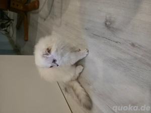 Britisch, gut haarig, süchtig.  Bild 5