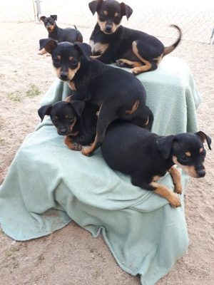 Pinchi   Chihuahua   Zwergpinscher