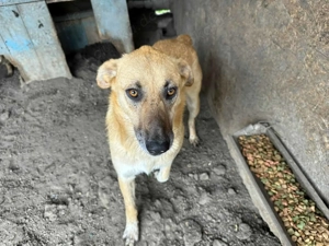 Sirius ca. 50 cm   der Anschmiegsame