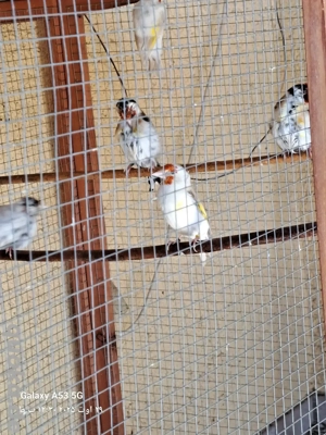 Stieglitze Major ab 100 