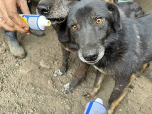 Nanook ca. 43 cm   der Dankbare