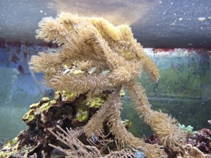 Bogen Strauch Gorgonie