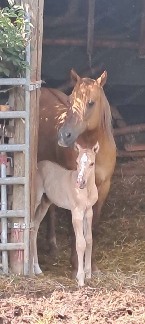 Quarter Horse Stute Zuchtstute mit Fohlen bei Fuß 