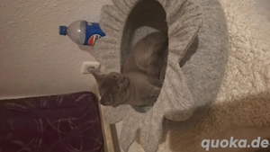 baby kater sucht liebevollen zuhause 