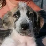 Maracuja sucht ihr Zuhause