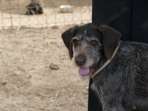 Barth sucht sein Zuhause (noch auf Sardinien) Bild 2