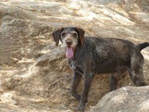 Barth sucht sein Zuhause (noch auf Sardinien) Bild 4