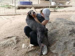 Barth sucht sein Zuhause (noch auf Sardinien) Bild 6