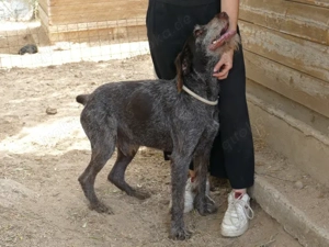 Barth sucht sein Zuhause (noch auf Sardinien) Bild 3