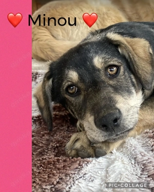 Minou - hübsche junge Dame sucht ein neues Leben