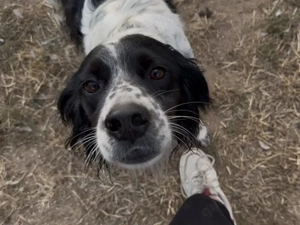 Sten sucht sein Zuhause (noch auf Sardinien)