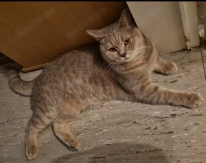 Bkh Kater zu verkaufen 