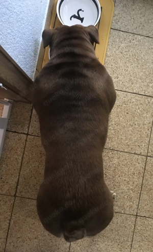 Bulldogge NEB Bulldog sucht ein neues Zuhause Bild 5