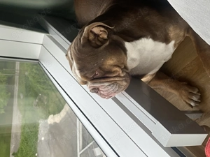 Bulldogge NEB Bulldog sucht ein neues Zuhause Bild 4
