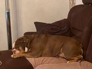 Bulldogge NEB Bulldog sucht ein neues Zuhause Bild 7