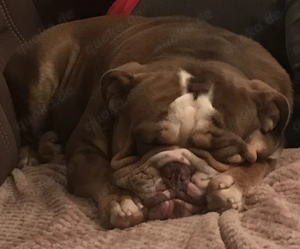 Bulldogge NEB Bulldog sucht ein neues Zuhause Bild 6