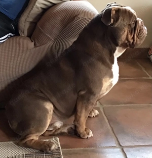 Bulldogge NEB Bulldog sucht ein neues Zuhause Bild 3