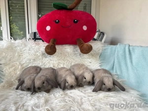 Zwergwidder Siam blau Havanna