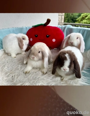 Zwergkaninchen Minilop Mini Lop Zwergwidder
