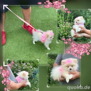 Pomeranian Spitz Welpe