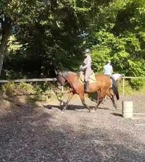 12j Warmblutzuchtstute!