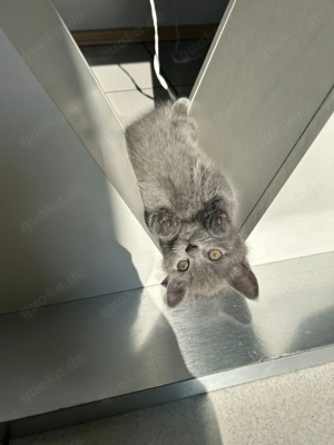 Zuckersüße BKH Kitte sucht ein liebevolles Zuhause 