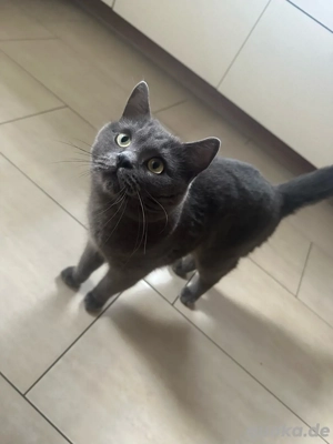 Deckkater Bobby, britisch kurzhaar 