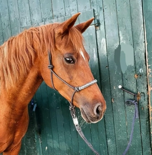 Reitbeteiligung an Deutschem Reitpony zu vergeben