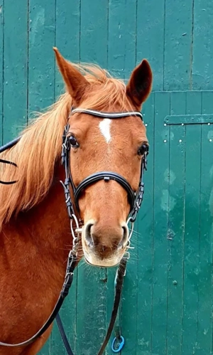 Reitbeteiligung an Deutschem Reitpony zu vergeben (PsR)