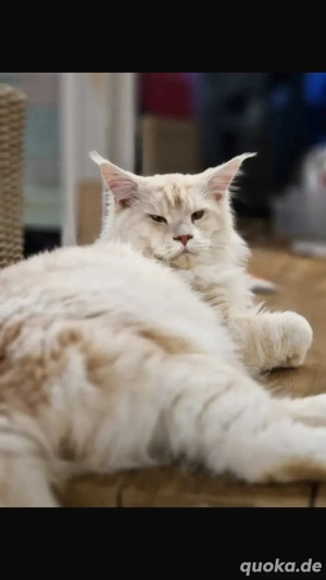 Reinrassiger Maine Coon Kater 