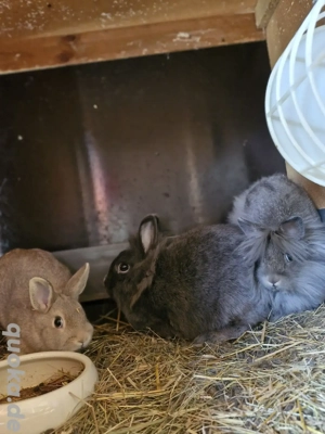 Kaninchen  Löwenköpfchen  Farbenzwerge 