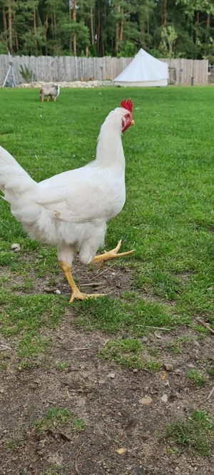 Hähne abzugeben Leghorn Hahn