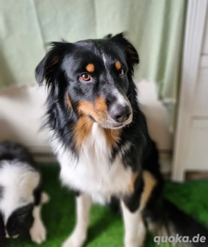 Australian Shepherd BLACK TRI red-factored Deckrüde kein Verkauf