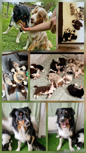 Australian Shepherd BLACK TRI red-factored Deckrüde kein Verkauf