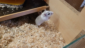 2 Rennmausjungs männlich Jungtiere; mongolische Rennmäuse, Gerbil, Wüstenrennmäuse, Rennmaus