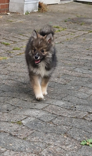 pomsky welpen f3