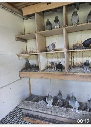 Türkische Tauben  Bild 3