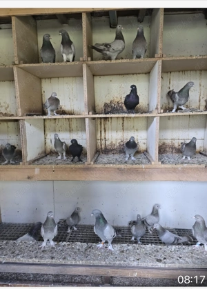 Türkische Tauben  Bild 2