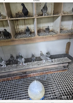 Türkische Tauben  Bild 5