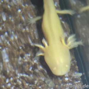 Axolotl Jungtiere
