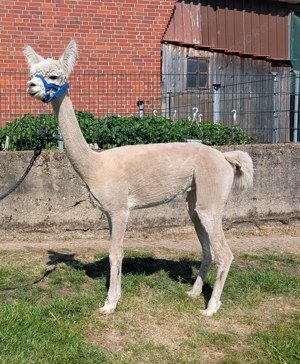 Alpaka Stute weiß "Zoe"
