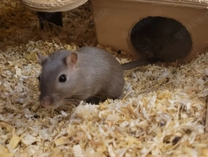  2 Rennmausmädels weiblich Jungtiere; mongolische Rennmäuse, Gerbil, Wüstenrennmäuse, Rennmaus