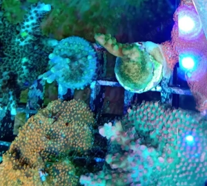 Korallen Acropora LPS Zoa Meerwasser