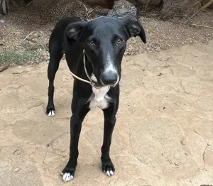 Xavi,GalgoMix - sucht ein "Für immer Zuhause".Er ist sozial,platzt vor Lebensfreude aus allen Nähten