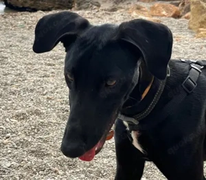 Krümel,GalgoMix - ist ein Powerkrümel geworden. Er ist voller Lebensfreude, super sozial+ stubenrein