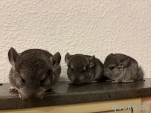 3 junge Chinchillas suchen liebevolles Zuhause