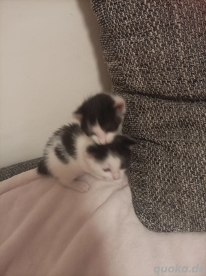 babykätzchen abzugeben 