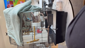 Wellensittiche   Pärchen 